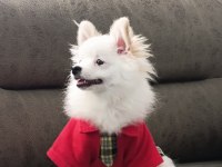7 aylık dişi pomeranian