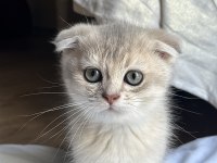 Oyuncu scottish fold kedimize yuva