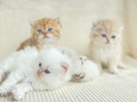 British shorthair ve longhair yavrular
