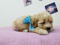 Maltipoo Adrese Teslim, Kapıda Ödeme Yapabilirsiniz