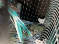 Muhabbet kuşlarımızı sahiplendireceğim