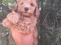 Muhteşem toy poodle yavrularımız İstanbul