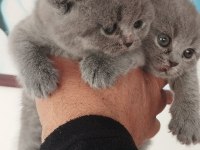 British shorthair yeni evimiz için hazırız