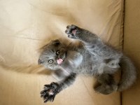 45 günlük Scottish fold