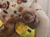 Poodle Kızımız