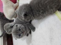 Müthiş Güzellikte Ev Ortamından Scottish Fold