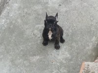 Siyah sevimli french bulldog bebekler
