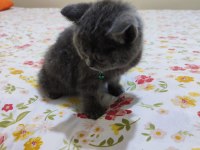 2 aylık erkek british shorthair