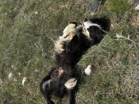 1 yaşında dişi border collie
