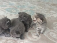 Ücretli sahiplenme british shorthair