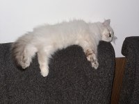 British longhair