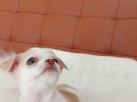 Irk Şampiyonu Babadan SAFKAN Chihuahua