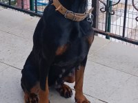 Yetişkin kaliteli doberman