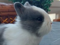 SAFKAN CÜCE CİNSİ YAVRU TAVŞANLAR