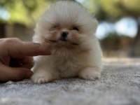 Sağlık ve ırk garantili buram buram kalite köpekler