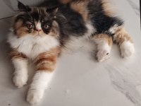 Son dişi iran kedisi bebiş