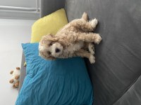 Yakışıklı oğlumuz maltipoo