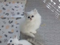 LYNX POİNT SCOTTİSH STRAİGHT LONGHAİR