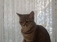 Tertemiz kedimiz sağlıklı yavru