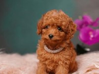 ZEKA KÜPÜ SEVGİ DOLU VE ÇOK EĞLENCELİ POODLE