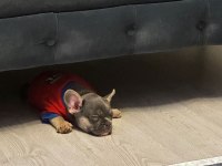 2 AYLIK FRENCH BULLDOG TRİ COLOUR ÇİŞ EĞİTİMLİ