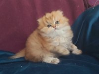 British longhair golden dişi