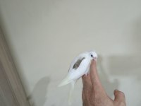 Heawy sultan papağanı yavrular