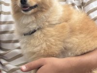 Pomeranian köpeğimiz