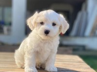 MALTESE TERRİER YAVRULARIMIZ