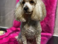 2 kardeş poodle sahiplendirme