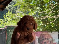 Show Kalite Toy Poodle Yavrular