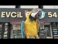Macaw Sarı Lacivert 1 Yaşında