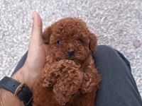 Koyu ve kıvır kıvır Toy Poodle yavrular