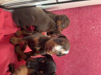 3 haftalık king doberman yavruları