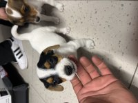 0 numara kısa bacak jack russell yeni evine gitmeye hazır