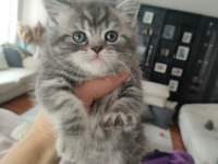 BRİTİSH SHORTHAİR SİLVER TABBY