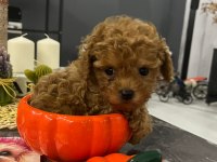 KORE YAVRUSU A KALİTE TEACUP RED BROWN TOY POODLE YAVRULAR