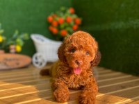 REFERANS YAVRU POODLE