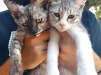 Skotish fold ve British Shorthair yavrular 3 aylık