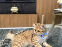 Golden british shorthair kızım