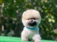 Sevimli pomeranian boo bebeklerimiz teslime hazır