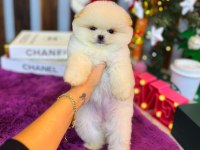 Ayı Surat Pomeranian Bebeklerimiz
