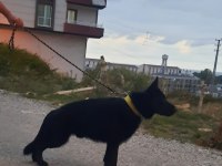Erkek Show Siyah Alman Kurdu