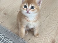 Yeni Yuvasını Aramakta Minnik British Shorthair