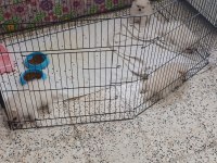 Pomeranian Boo Erkek Ve Dişi Yavrularımız