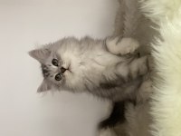 Özel ayı surat british longhair yavrularım safkan orjinal