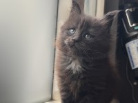 Saf kan şecereli maine coon yavruları