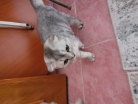 Scottish fold kedisi