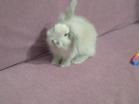 Lop tavşanı