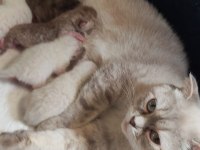 British Shorthair ve Scottish Fold Bebekler